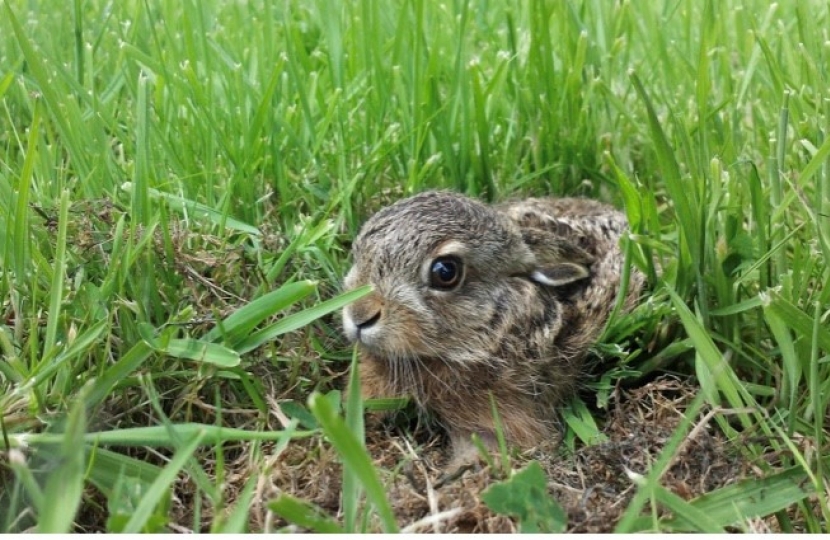 Preservation of Hares