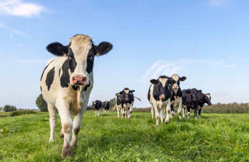 Cows in field 