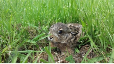 Preservation of Hares