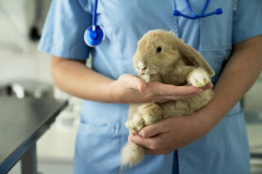 Vet holding Bunny carefully 