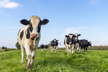 Cows in field 