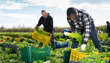 Seasonal Agricultural Workers